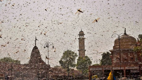 গ্রীষ্মের ফসল ধ্বংস করতে সুদূর আফ্রিকা থেকে ধেয়ে ভারতে প্রবেশ করেছে পঙ্গপাল সেনা