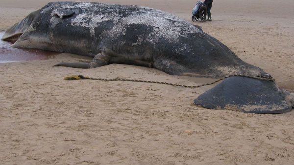 মন্দারমণিতে বিশালাকৃতি নীল তিমির মৃতদেহ, কিন্তু বঙ্গোপসাগরে এই প্রকাণ্ড প্রাণীর উপস্থিতি নিয়ে সংশয়