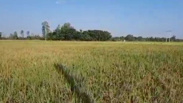 জলবায়ু পরিবর্তনের বড় ধাক্কা কৃষিকাজে! ২০৩০ সালের মধ্যে ভুট্টার উৎপাদনে বিপুল ঘাটতির আশঙ্কা