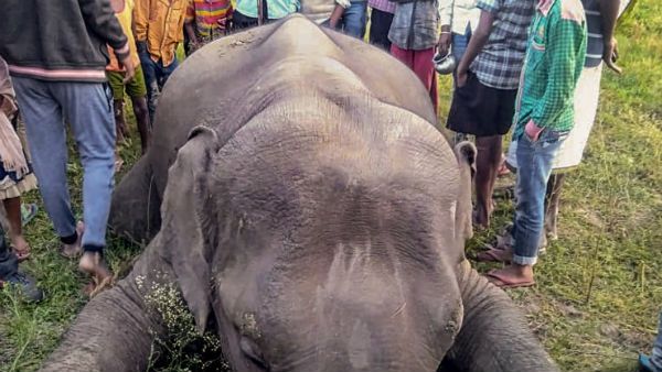 ছত্তিশগড়ে ফের হাতি মৃত্যু, তিনদিনে তিনটি দাঁতালের মৃত্যু নিয়ে রহস্য দানা বাঁধছে