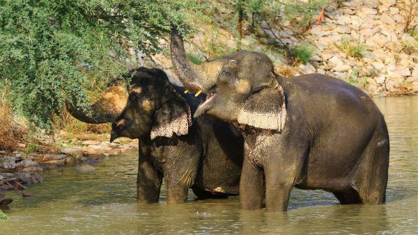 কেরলে হাতি মৃত্যুর ময়নাতদন্তের রিপোর্ট জমা পড়ল রাজ ভবনে, মুখের আঘাত নিয়ে তদন্ত এখনও বাকি