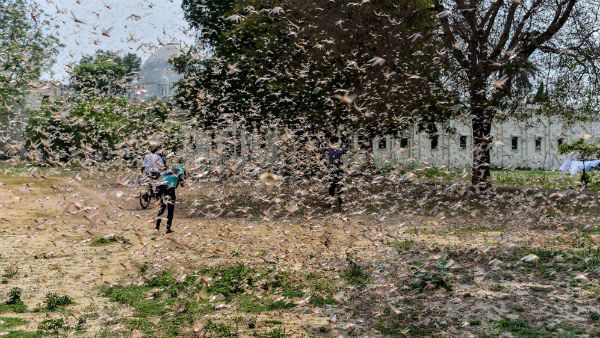 প্র‌য়াগরাজে প্রবেশ পঙ্গপালের, ঝাঁকে ঝাঁকে উড়ে আসছে এই পতঙ্গ, ভিডিও ভাইরাল