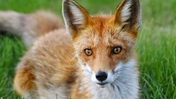 শহরে বাড়ছে নতুন জন্তুর আনাগোনা, থাবা বসাচ্ছে জলাতঙ্ক, আতঙ্ক বেলগাছিয়া, দমদম, বাঁশদ্রোণীতে