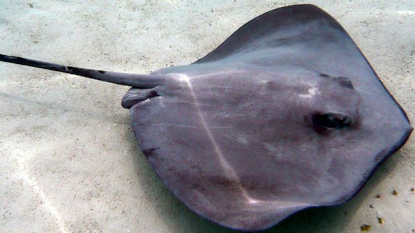 করোনা আবহে দীঘার মৎস্যজীবীদের জালে ধরা পড়ল ৮০০ কেজির শঙ্কর মাছ, দাম জানলে ভির্মি খাবেন