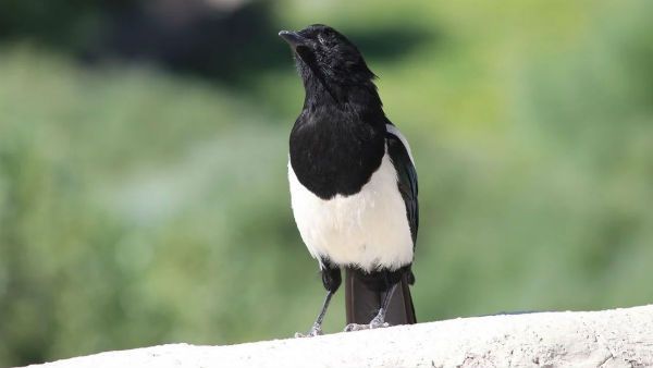 কালো নয়, একেবারে দুধসাদা রঙের বিরল কাকের দেখা মিলল ওড়িশায়