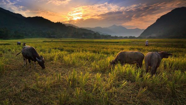 ফের নিষ্ঠুর হত্যার ঘটনা কেরলে, হাতির পর গর্ভবতী মোষকে হত্যার অভিযোগ উঠল পাঁচজনের বিরুদ্ধে