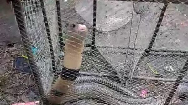 সুন্দরবনের মৎস্যজীবী আটলে ধরা পড়ল বিশালাকৃতির গোখরো