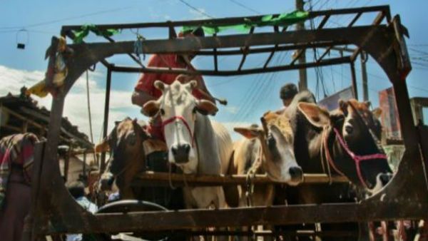 বাংলায় চাঞ্চল্যকর ঘটনা! গরুকে ধর্ষণের ঘটনায় জেল হেফাজতের নির্দেশ যুবকের