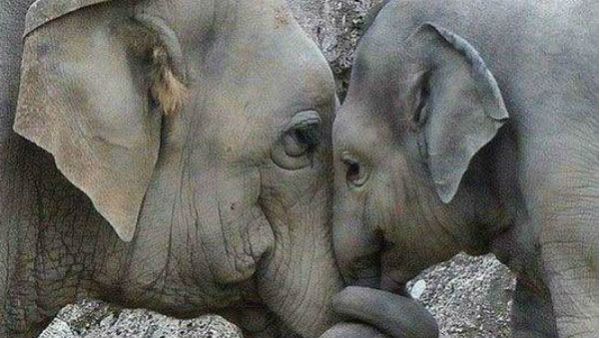 দলছুট হস্তিশাবককে উদ্ধার করল বনকর্মীরা