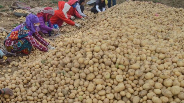 বৃষ্টির জেরে ফলন কম , আলুর দামে নাস্তানাবুদ আম আদমি