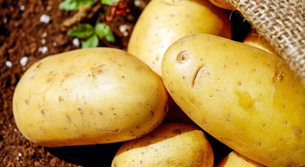 সরকারি উদ্যোগে কাটোয়ায় ২৫ টাকা কিলো দরে আলু বিক্রি