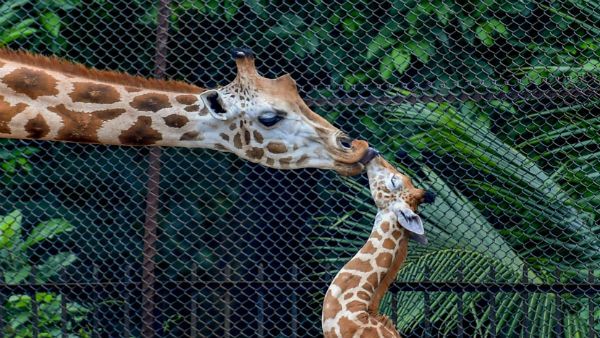 শীতকালে চিড়িয়াখানায় নতুন এই খুদে সদস্যকে দেখার জন্য ভিড় জমছে দর্শনার্থীদের