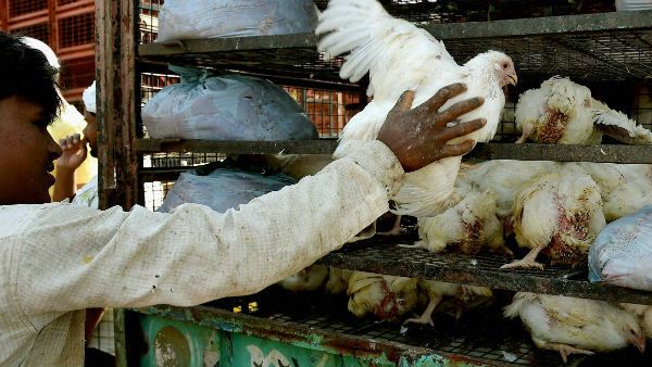 বার্ড ফ্লুয়ের জেরে মধ্যপ্রদেশে ১৫দিন বন্ধ থাকবে ডিম–মাংসের দোকান