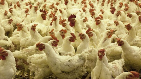 ডিম–মাংস ভালোভাবে রান্না করে খান, বার্ড ফ্লু নিয়ে আতঙ্কিত না হওয়ার পরামর্শ কেন্দ্রীয় মন্ত্রীর