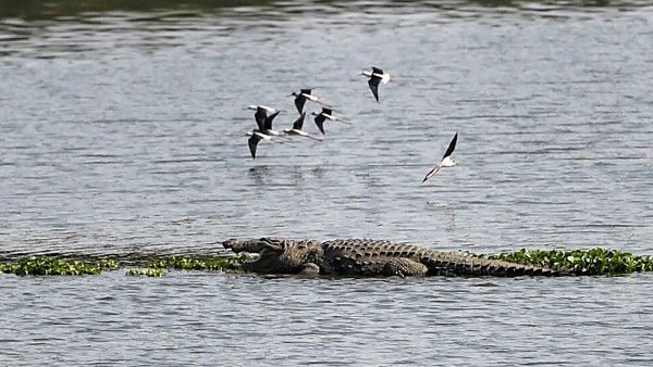 নিরামিষাশী কুমীর, চলে গেল পদ্মনাভস্বামী মন্দিরের রক্ষাকর্তা