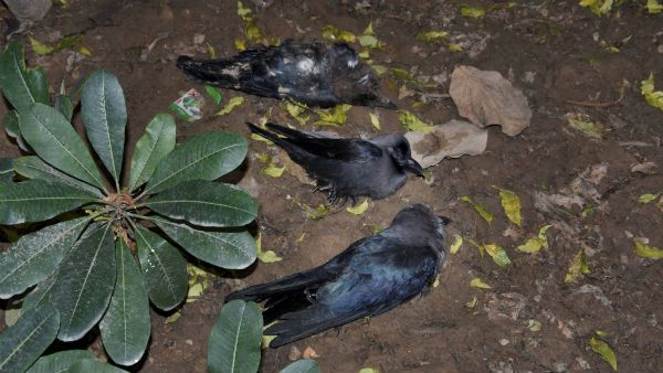 শয়ে শয়ে ‌উড়ন্ত কাকের মৃত্যু রাজধানীতে, বার্ড ফ্লুয়ের আতঙ্ক এবার দিল্লিতেও