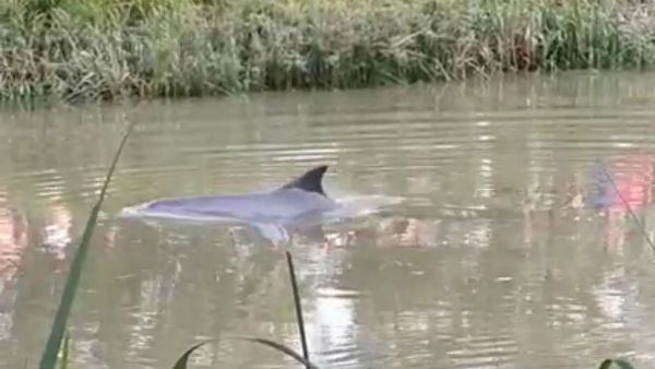 অমানবিক!‌ উত্তরপ্রদেশে লাঠি, রড, কুড়ুল দিয়ে নির্মমভাবে পিটিয়ে মারা হল গাঙ্গেয় ডলফিনকে