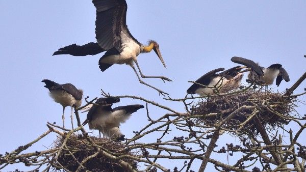 দিল্লি চিড়িয়াখানায় বাড়ছে বার্ড ফ্লু আতঙ্ক, ফের নতুন বিধিনিষেধ আরোপের পথে সরকার