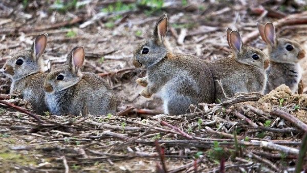 সল্টলেকে চালু হচ্ছে প্রাণী স্বাস্থ্যকেন্দ্র
