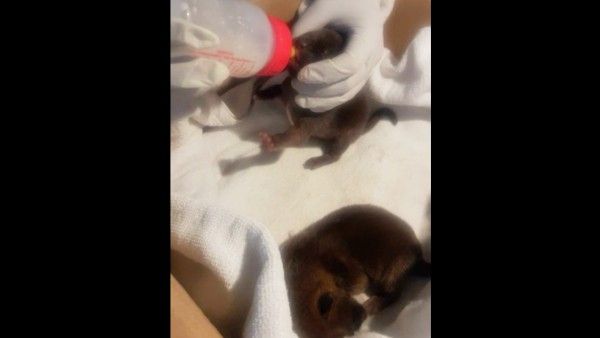 ৫০ বছর পরে আলিপুর চিড়িয়াখানায় জন্ম নিল বুনো কুকুর