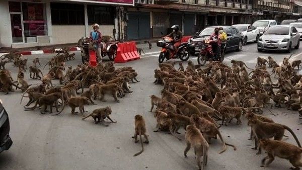 খাবার নিয়ে মাঝ রাস্তায় ঝামেলা দুই প্রতিদ্বণ্ডী বাঁদর বাহিনীর, ভিডিও ভাইরাল ইন্টারনেটে