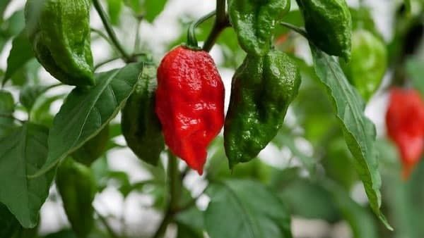 এই প্রথম দেশের বাইরে যাচ্ছে Bhoot Jolokia! বিশ্বের সবথেকে ঝাল লঙ্কার ঝাঁজ পাবে এবার ব্রিটেনও