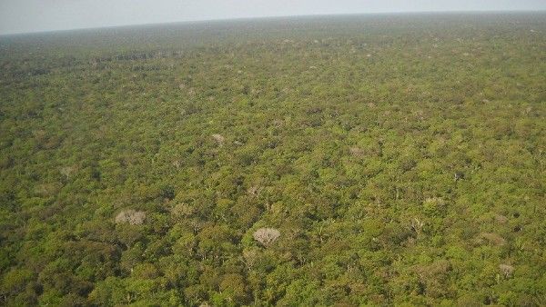 বাড়ছে উষ্ণায়ন, কার্বন ডাইঅক্সাইড শোষণের ক্ষমতা হারিয়েছে ক্রান্তীয় বনাঞ্চল, সতর্ক গবেষকদের
