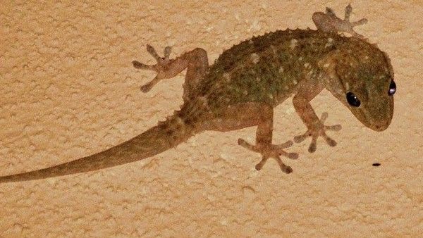 গায়ের ওপর আচমকা টিকটিকি এসে পড়েছে!‌ ভয় পাবেন না, বরং জেনে নিন এর অর্থ