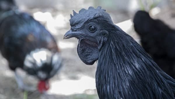 করোনার বিরুদ্ধে এবার লড়াই করবে কড়কনাথ! কীভাবে? আইসিএমআরের কাছে গেল রিপোর্ট