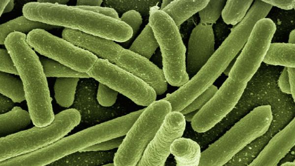 আতঙ্ক বাড়াচ্ছে monkeypox! এক নজরে বিরল এই ভাইরাসের উপসর্গ এবং চিকিৎসা পদ্ধতি জেনে রাখুন