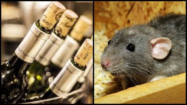 ১২ বোতল মদ চেটে সাফ ইঁদুরের, ঘটনায় তাজ্জব মালিকপক্ষ