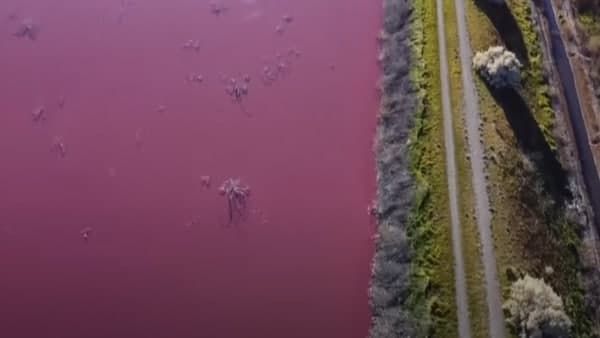 আস্ত একটা জলাশয়ের রঙ বদলে হয়ে গেল গোলাপী! নেপথ্যে থাকা কারণ কিন্তু বুকে ভয় ধরাবে