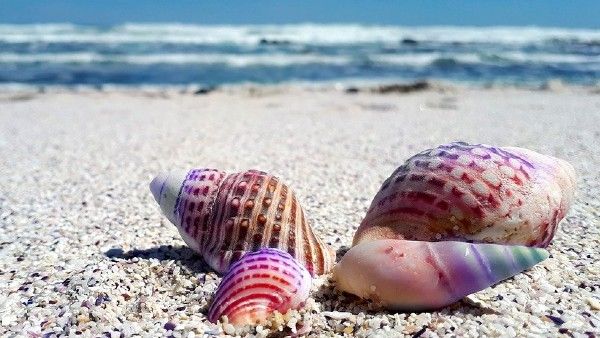 প্রায়ই স্বপ্নে শঙ্খ দেখেন?‌ তবে শীঘ্রই আপনি বিপুল সম্পত্তির মালিক হতে চলেছেন