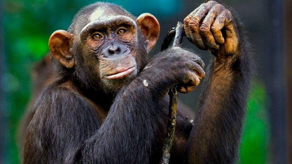 শিম্পাঞ্জির সঙ্গে সম্পর্কের জের, চিড়িয়াখানায় প্রবেশ নিষিদ্ধ হল মহিলার