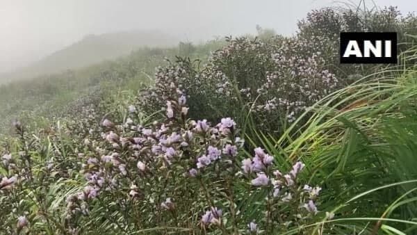 দেশ-বিদেশ থেকে এই Neelakurinji ফুল দেখতে ছুটে আসেন পর্যটকরা! কিন্তু কেন জানেন
