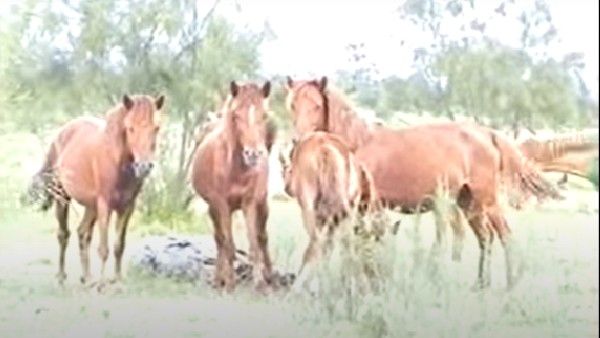 বন্য ঘোড়াদের দম্ভ ও পরিযায়ী পাখিদের কলতানে উদ্ভাসিত ডিব্রু-শইখোয়া জাতীয় উদ্যান