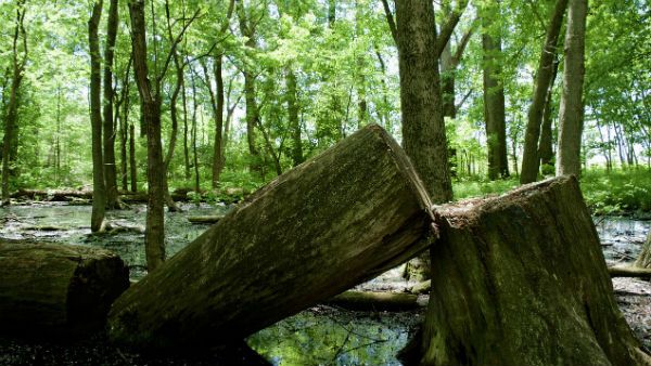 শ্রীকৃষ্ণ জন্মাষ্টমীতে এসেছে দ্বাপর যুগের মতো এক অদ্ভূত যোগ! এই ৫ টি ভুল আজ অবশ্যই করবেন না