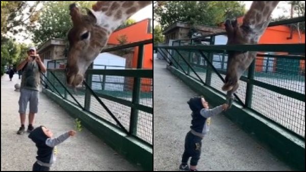 খুদে খুদে হাত দিয়ে চিড়িয়াখানায় জিরাফকে খাওয়াচ্ছে শিশু, ভিডিও ভাইরাল এক নিমিষে