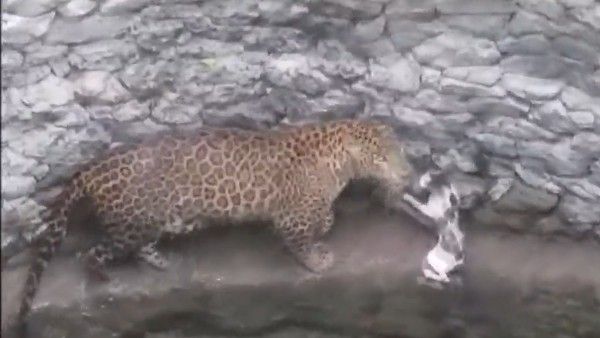 নাসিকে মুখোমুখি বেড়াল ও চিতাবাঘ, তারপর কি হল জানতে হলে দেখে নিন এই ভিডিও