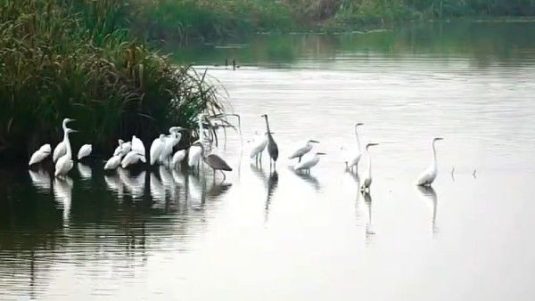 পরিযায়ী পাখিদের চারণভূমি উত্তরবঙ্গের এই স্থানে বাড়ছে পর্যটকদের ভিড়, জেনে নিন কারণ