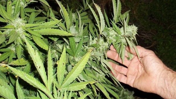 এই প্রথমবার এশিয়ার কোনও দেশ থাইল্যান্ডে গাঁজা বৈধ হল