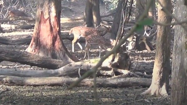 পা বাড়ালেই রামনাবাগানের প্রাকৃতিক সৌন্দর্য্য অকৃত্রিম, জীব বৈচিত্রই এর সম্পদ