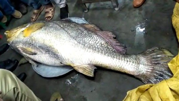পেটে রয়েছে বহুমূল্যের সম্পদ, সুন্দরবনের নদীতে ধরা পড়ল অতিকায় মাছ, দাম শুনে অবাক হবেন