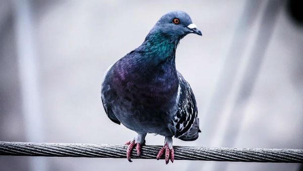 ‌বাস্তু মতে, বাড়িতে পাখি বা কীট–পতঙ্গের বাসা করা শুভ না অশুভ আসুন জেনে নিই