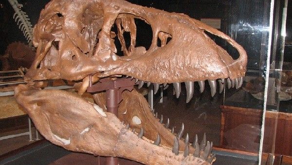 ২০০৩ সাল থেকে প্রতি বছর ৪৫ টি করে ডাইনোসরের খোঁজ মিলছে, কিন্তু কোথায়?