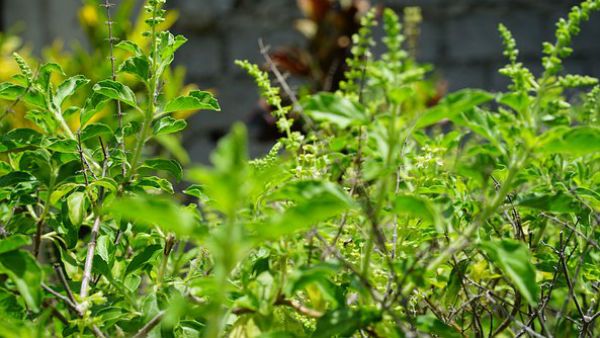 নতুন বছরে বাড়িতে আনুন এই জিনিসগুলো, আপনি অর্থের অধিকারী হবেন