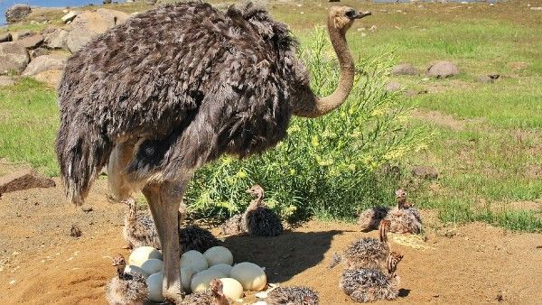 ফেসবুক-ইনস্টাগ্রামের অনেক আগে থেকেই ছিল সোশ্যাল নেটওয়ার্কিং, জানেন কী ছিল মাধ্যম