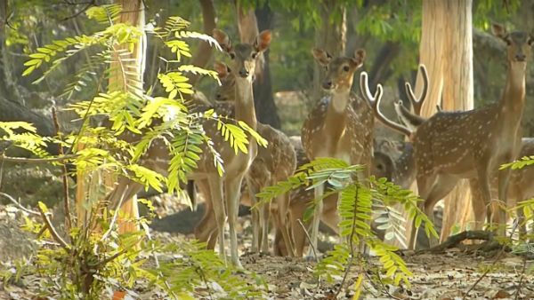 বাইডেনের দেশে এবার ওমিক্রন আক্রান্ত হরিণের খোঁজ, নতুন ভ্যারিয়েন্ট নিয়ে বাড়ছে উদ্বেগ
