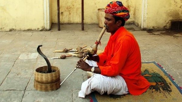 এমন এক গ্রাম যেখানে ‘গোখরো’ নিয়ে খেলা করে শিশুরা, প্রতিবাড়িতেই পোষ্য বিষধর
