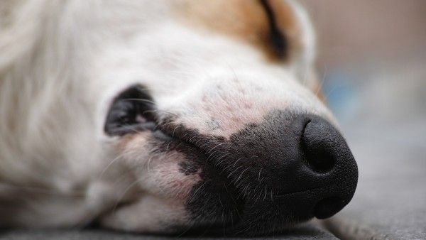 রাস্তার কুকুরের হামলায় মৃত্যু শিশুর, প্রতিবাদে নামল এলাকার মানুষ